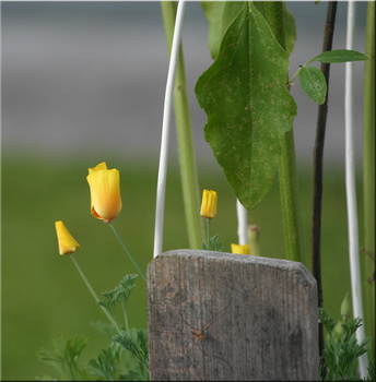 blümchen
