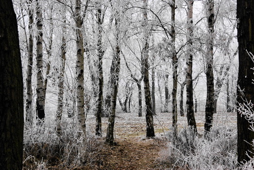 Winterwald