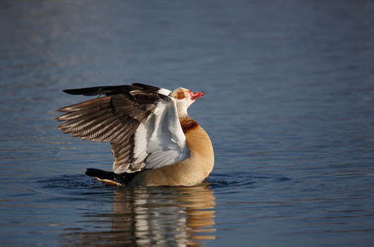 stolze Nilgans