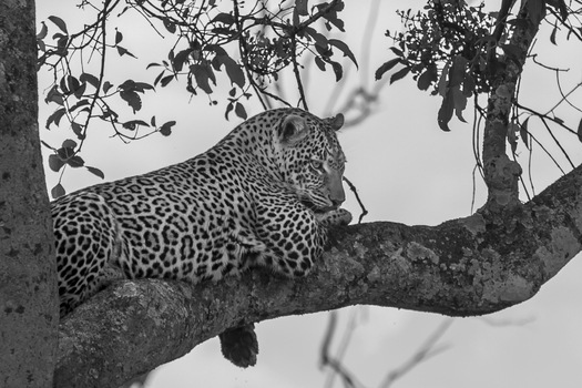 Leopard