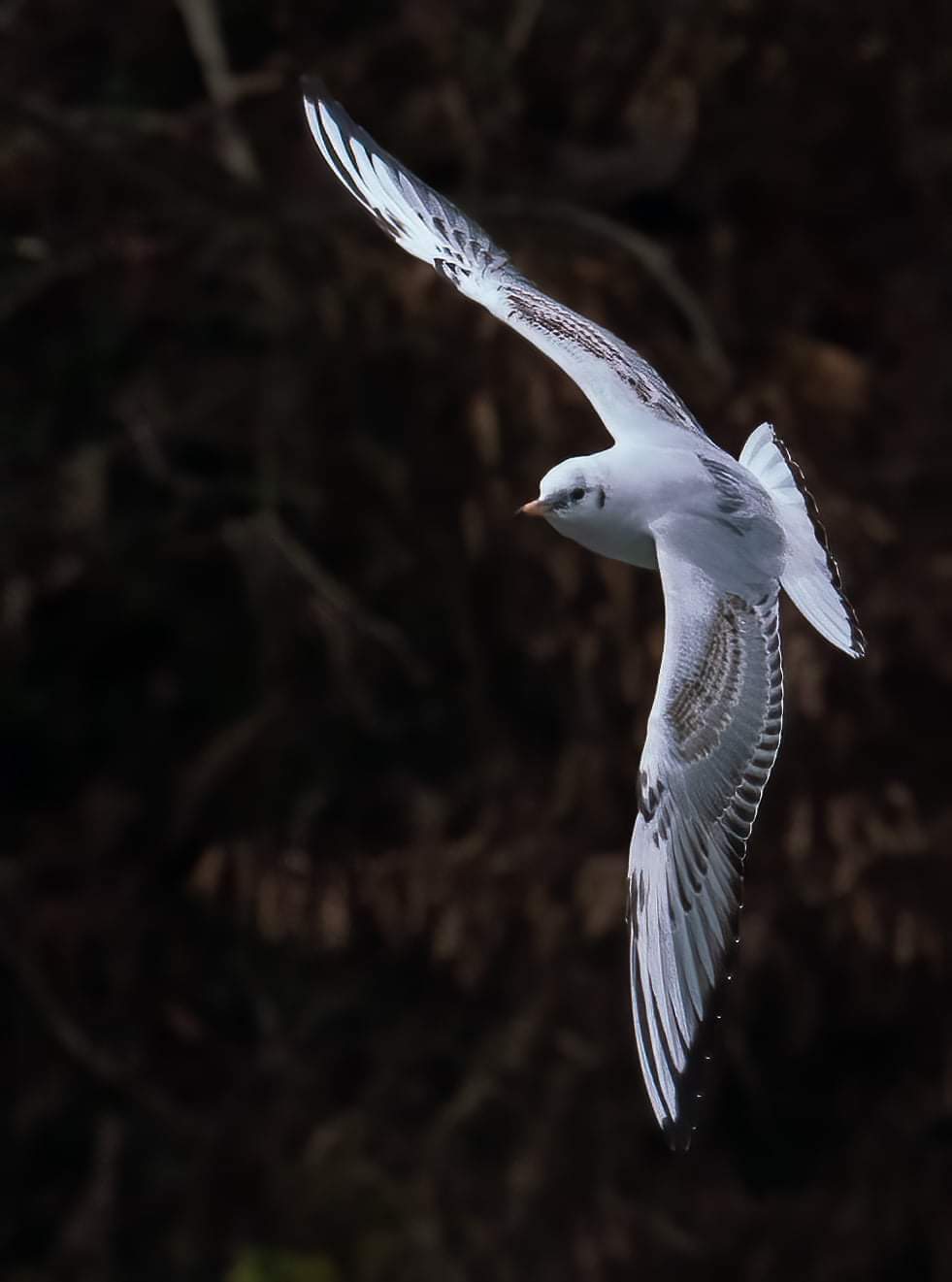 Möwe, eleganter Flugkünstler