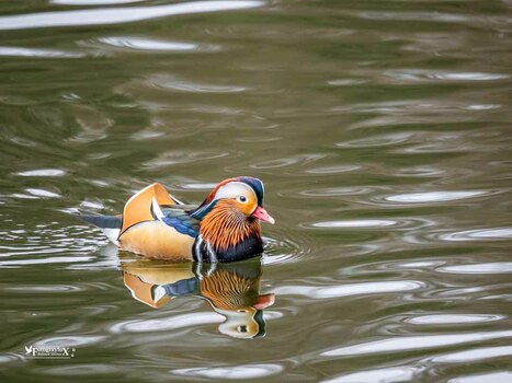 Mandarinenter ♂