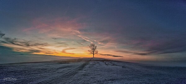 Ein Baum
