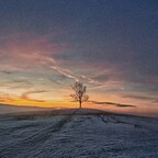Ein Baum