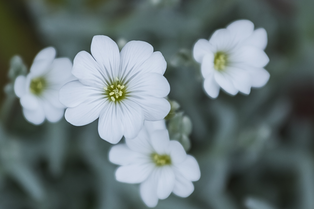 Blümchen