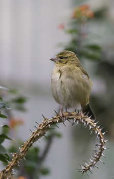 Dornenvogel?