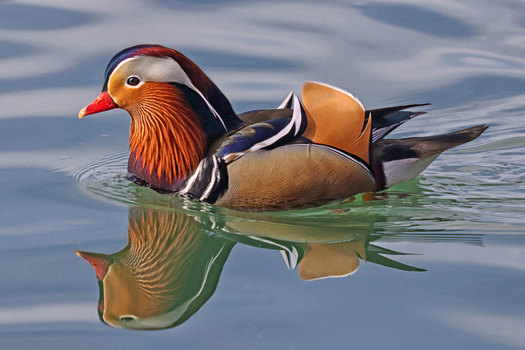 Mandarinente