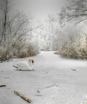 der Wächterschwan