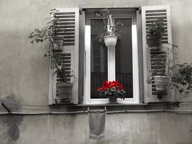 Window with red flower