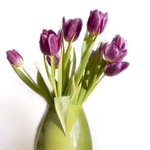 Tulpen