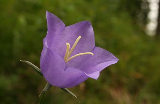 Glockenblume