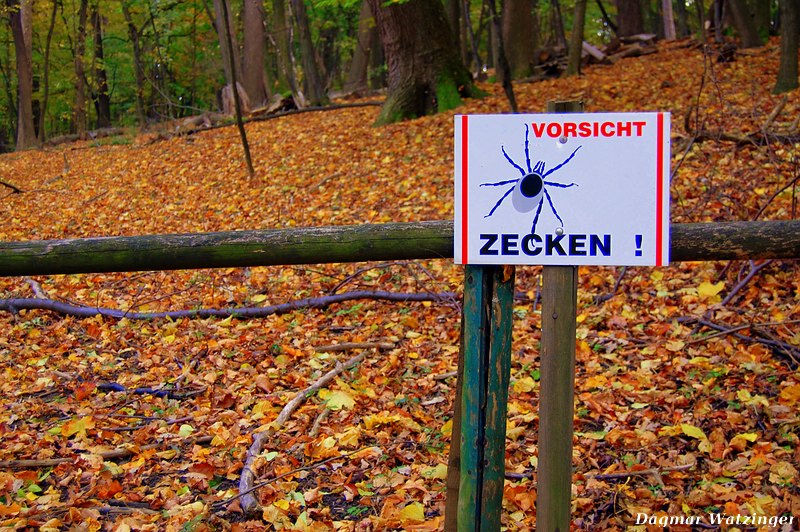 Zecken gibts nur hinter diesem Zaun...