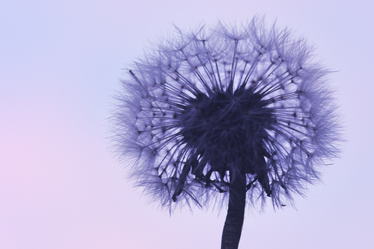 Violet Blowball