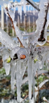 Einen Eismantel zum ueberBRUECKEn des Frostes