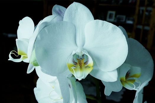 Malaienblume