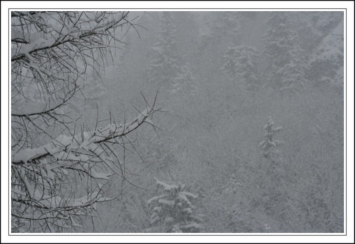 Winterwald