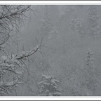 Winterwald