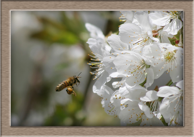 Westliche Honigbiene   (Apis mellifera)