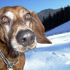 Fenris, der Höllenhund