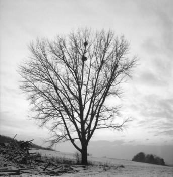 baum