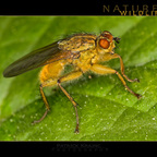 Goldfly