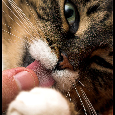 Tastes like Chicken