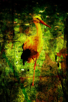 OCA Storch