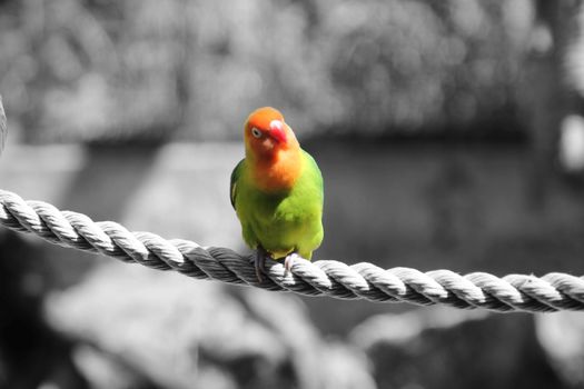 Birdie :)