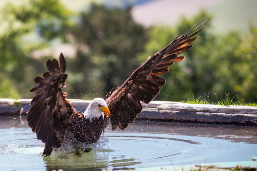 Weißkopfseeadler  in Badelaune