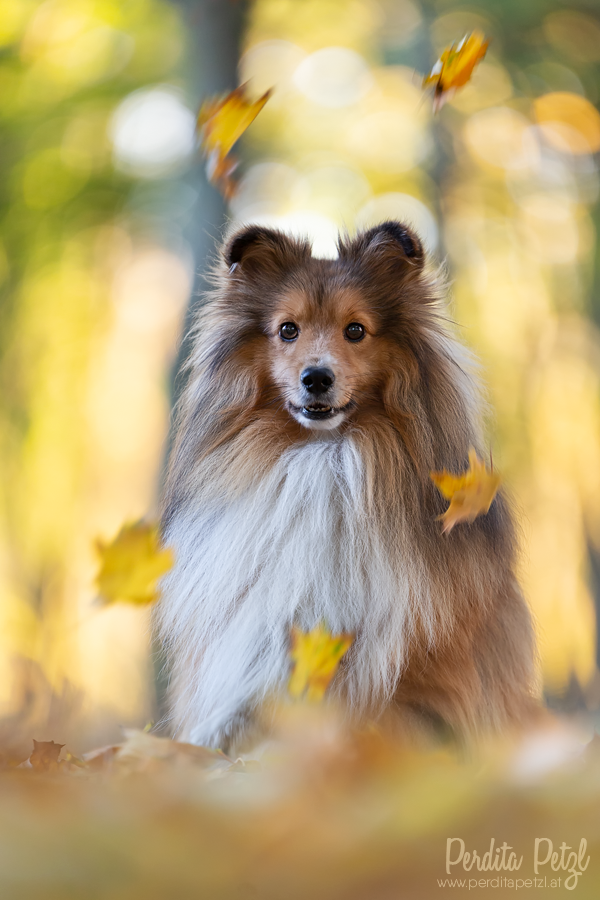 Herbstportrait