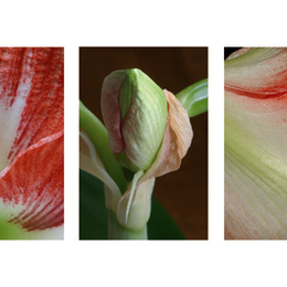 blume
