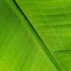 Musa-Blatt