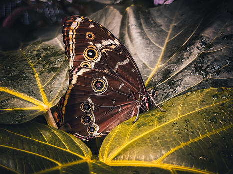 Augen der Natur
