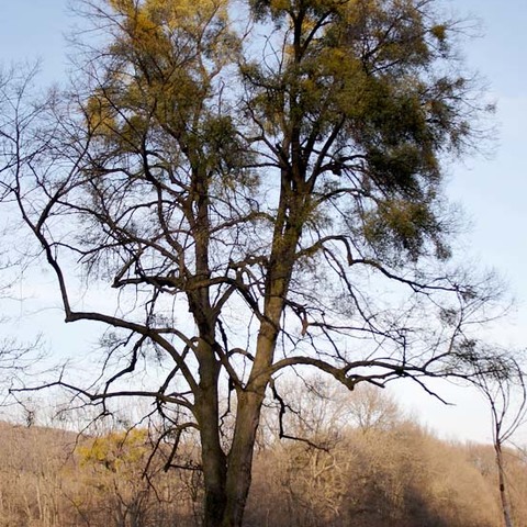 ...der Baum als Wirt...