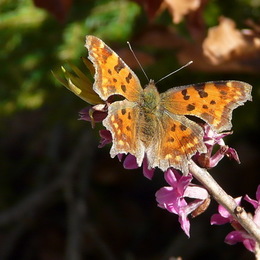 Schmetterling