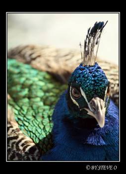 Pfau