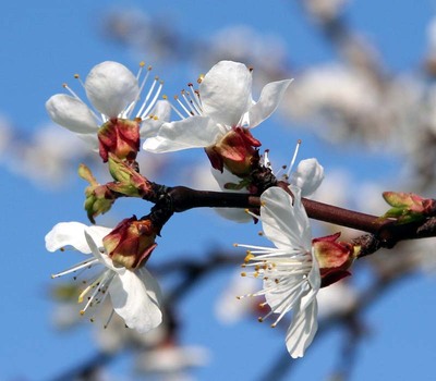 Marillenblüte