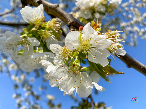 Kirschblüte
