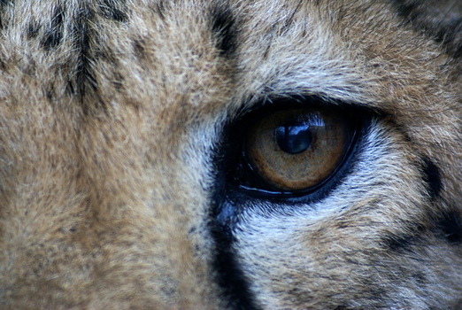 Look into my eye..