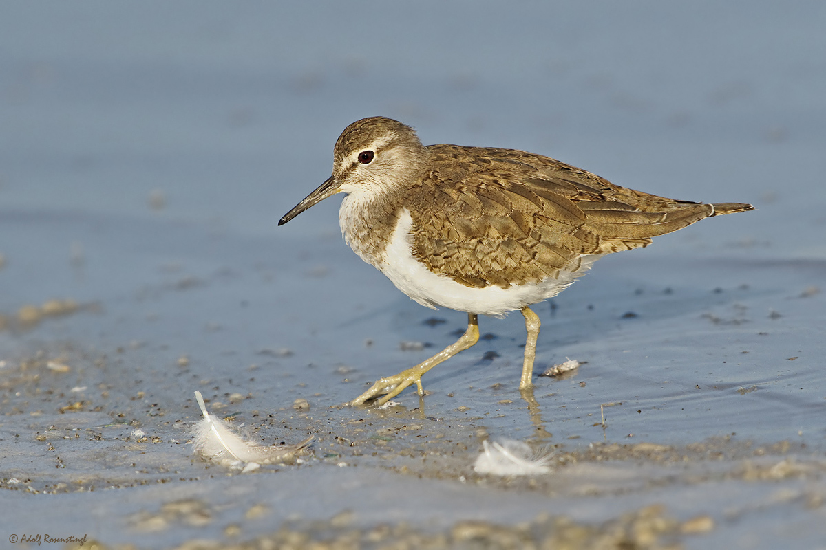 Flussuferläufer (Actitis hypoleucos)