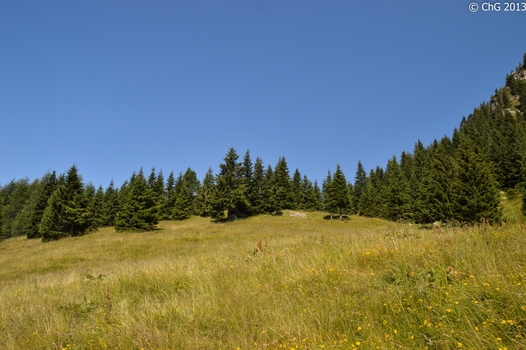 Almwiese