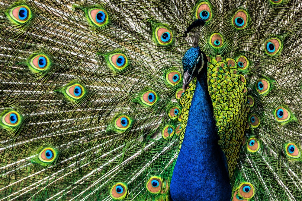 Der blaue Pfau