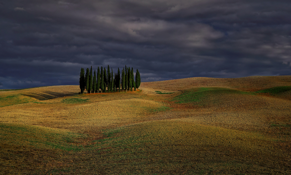 +Cipressi Forest+