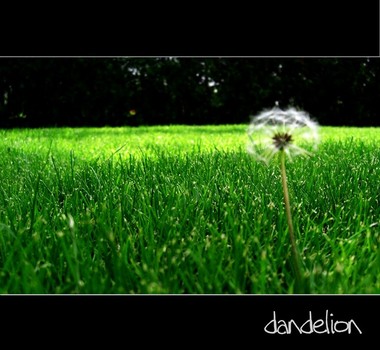 dandelion