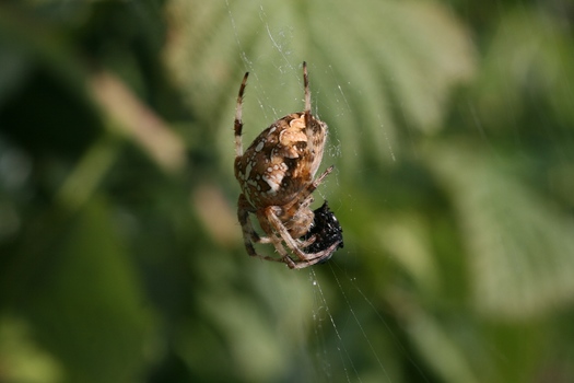 Spinne