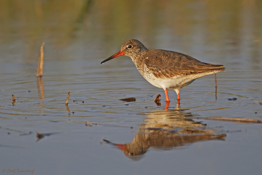 Rotschenkel ( Tringa totanus)