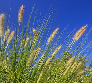 Gras