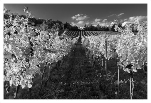 Spätherbst im Weinberg