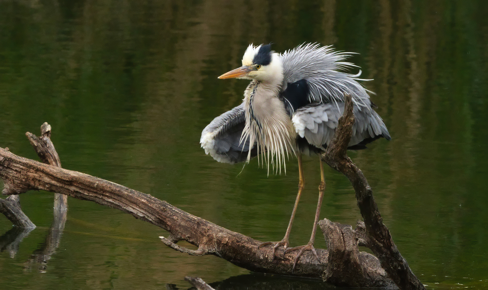 Ein schöner Vogel
