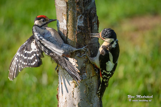 Familie Buntspecht